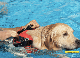 Beyond Sniffing Treats: The Amazing Ways Dogs Rescue People from Drowning